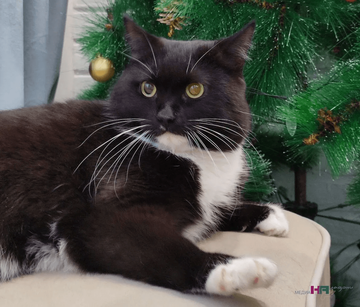 Проявление каприза или нелюбви? Почему кошка не подходит, когда её зовёшь: не игнор, а кошачья логика