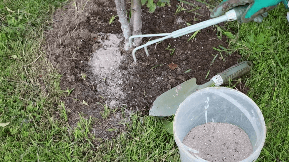 Исправил 5 ошибок с садовой сливой: секрет тройного урожая сливы 