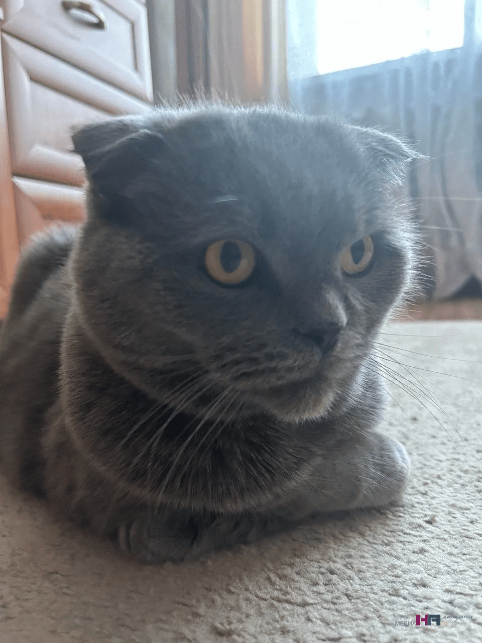 Если ваша кошка делает ЭТО — ваша связь крепче, чем вы думаете