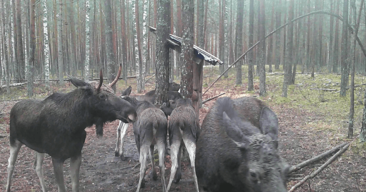 Редкое природное явление в Марий Эл: лосиха родила трех телят одновременно