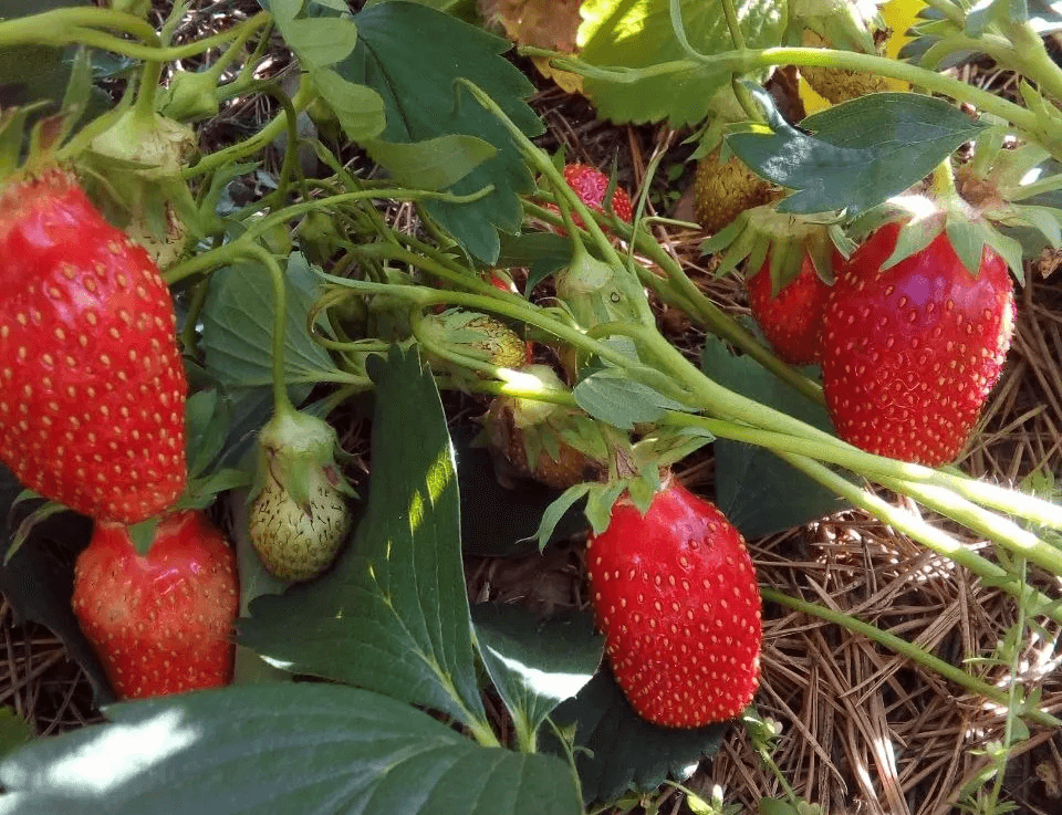 Клубника не портится 2 года: как засушить ягоды на зиму без сахара