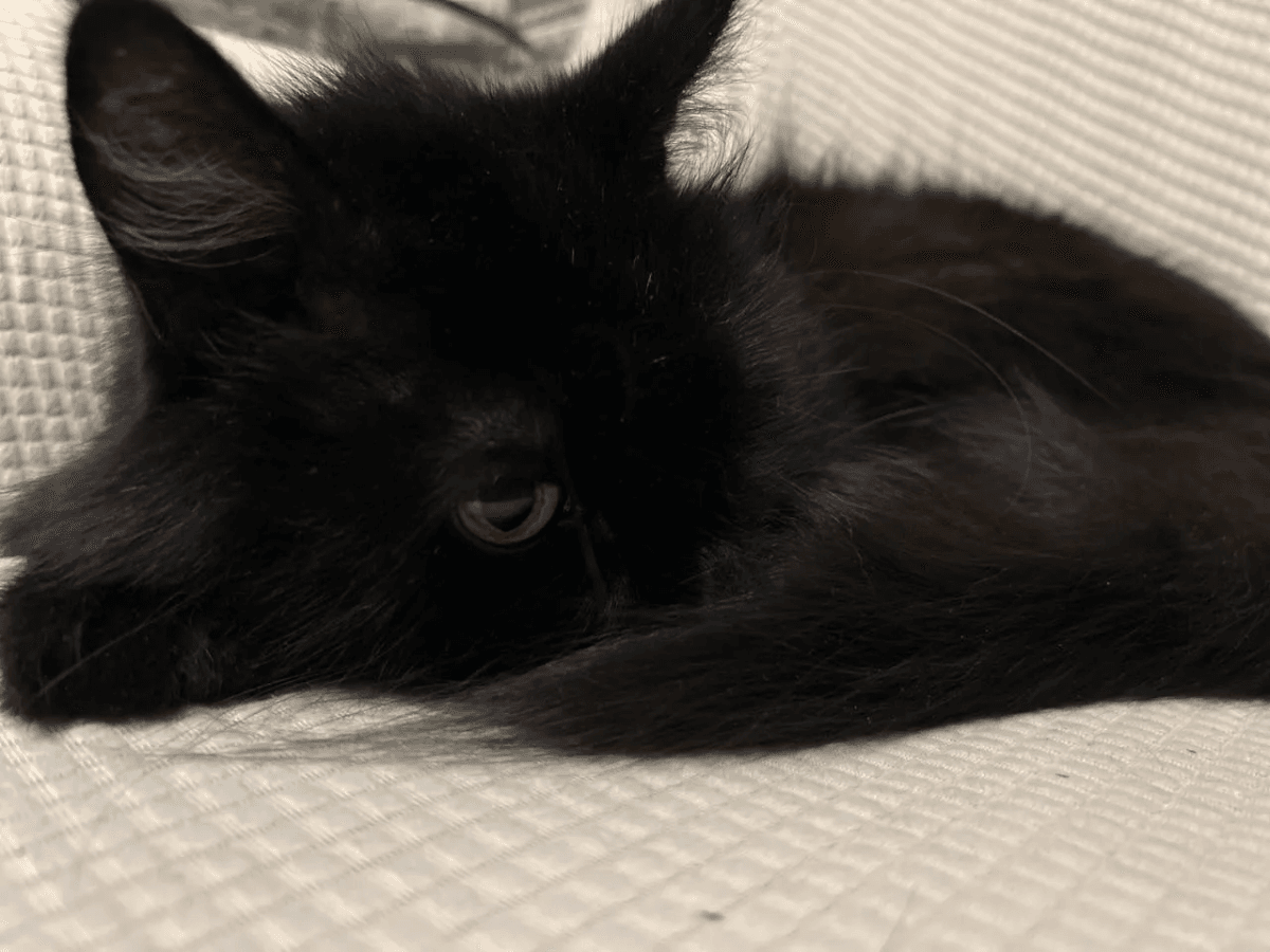 5 мест на теле кошки, которые категорически нельзя трогать: они этого не прощают- вот и главная разгадка для всех хозяев