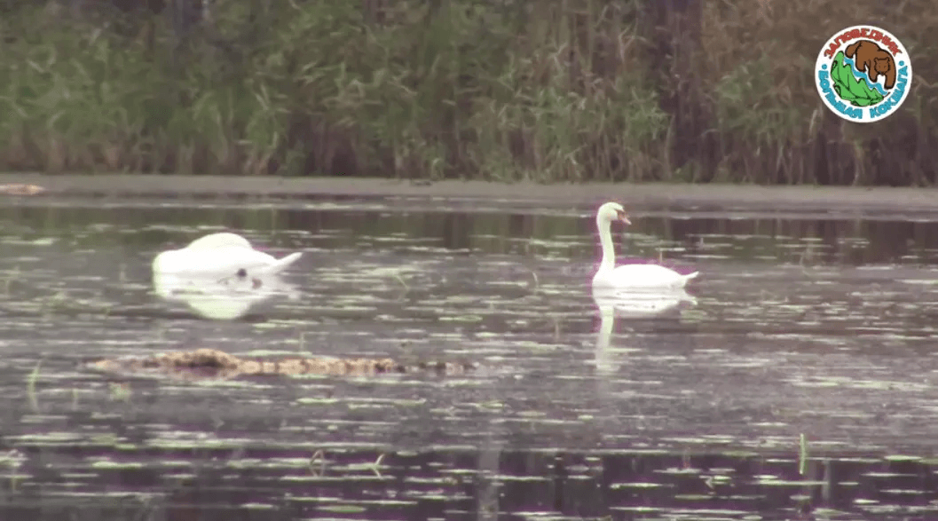 Прекрасное зрелище: стая лебедей-шипунов отдыхает на озере Капсино