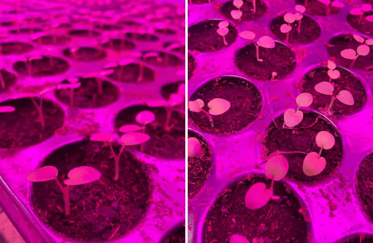 В оранжерее Йошкар-Олы начали готовиться к весне 2026 года