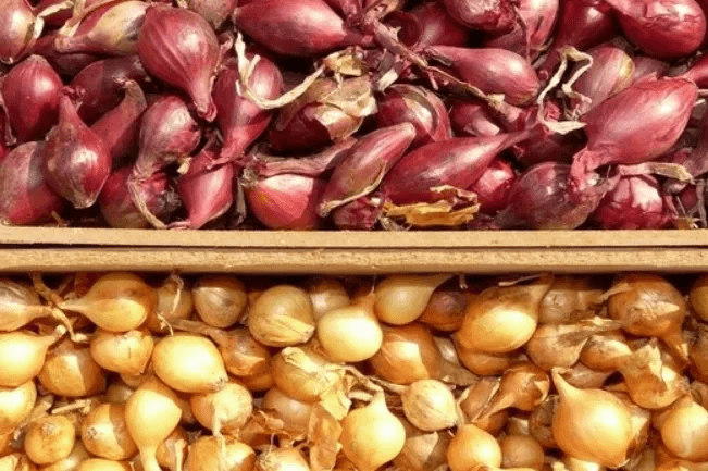 Лук‑севок: На что смотреть при покупке, чтобы получить щедрый урожай: критерии отбора