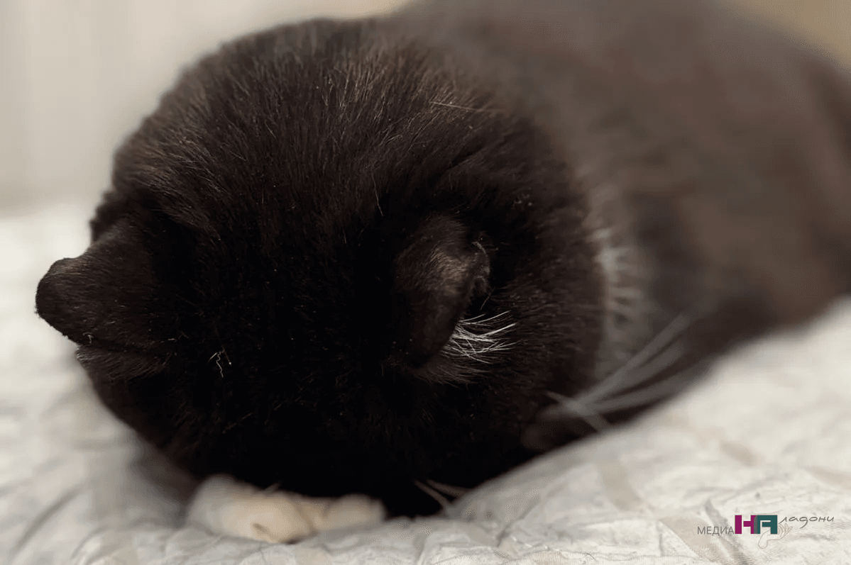 Опасные породы кошек, которые лучше не заводить в семьях с детьми и новичкам: разбираемся подробно