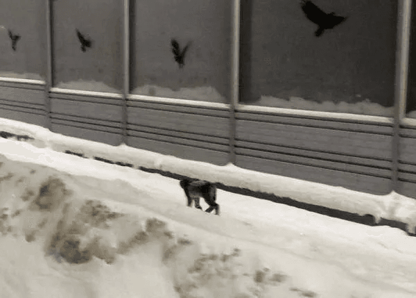 Редкий гость: рысь прогулялась по окраине Йошкар-Олы