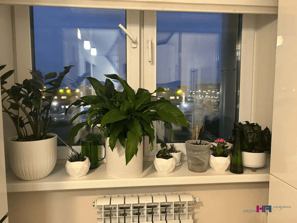 Разбавляю простую  перекись водорода 1 к 100 - фиалки цветут без остановки