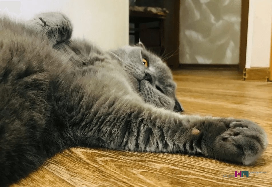 Почему кошки часто показывают свой живот, хотя не любят, когда его трогают: объяснение зоопсихологов