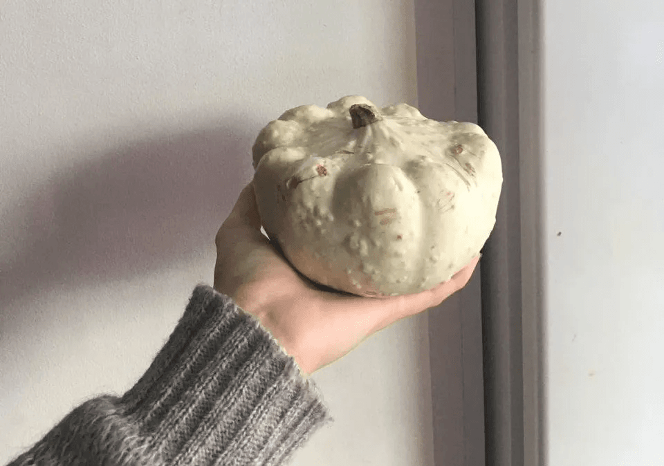 Собираю зрелую тыкву в 15 числах сентября по совету агронома-40% урожая сохраняется до февраля-марта дома