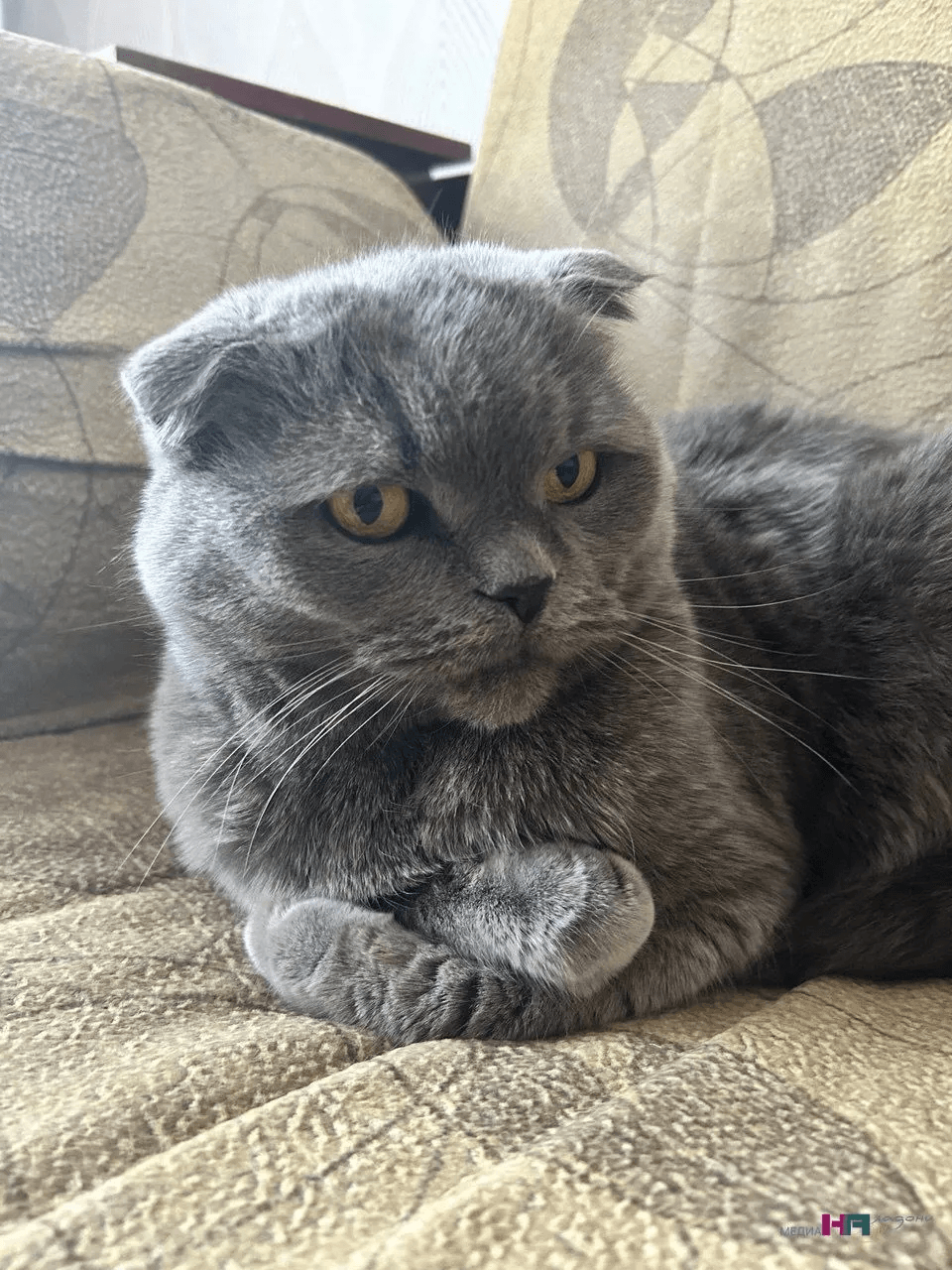 Кошки злятся, когда вы уезжаете: эксперт рассказал всю правду - это не просто обида