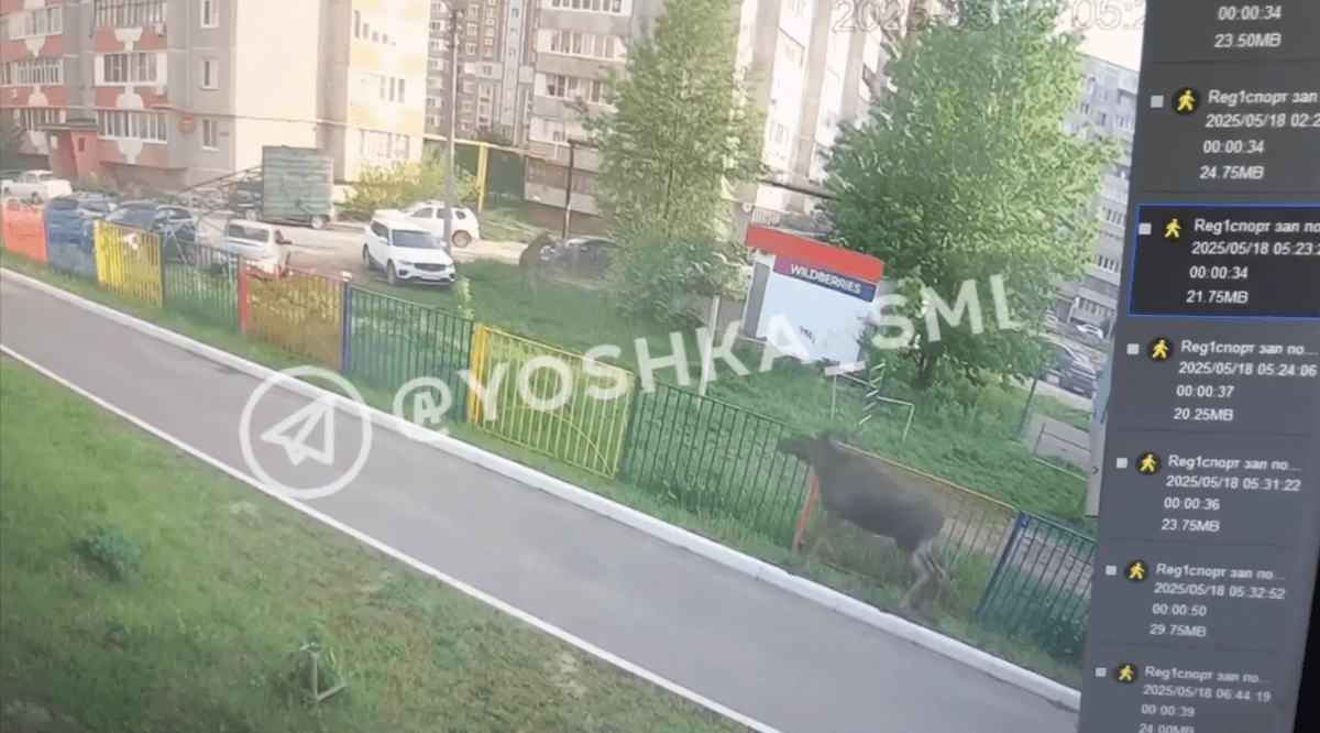 В йошкар-олинский детский садик «Чудо-Остров» пришли лосиха с детенышами