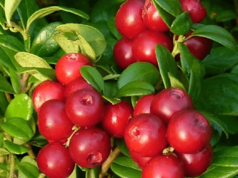 Вечнозелёная, цветущая и полезная: всё о садовой бруснике - секрет урожайности