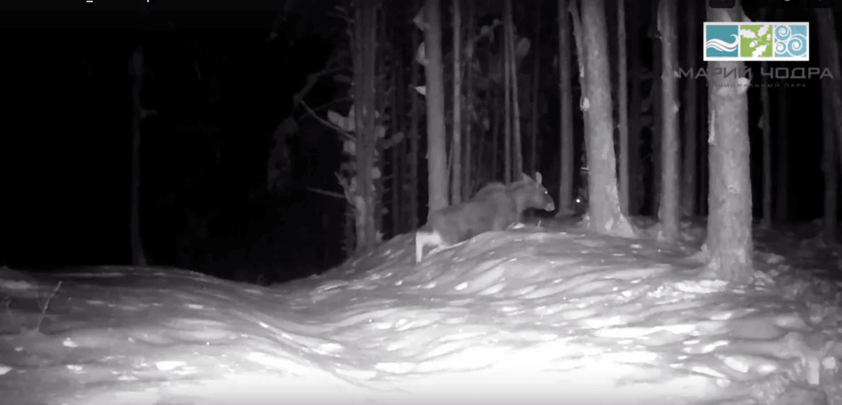 Испытание снегом: как лоси переживают суровую зиму в «Марий Чодра»