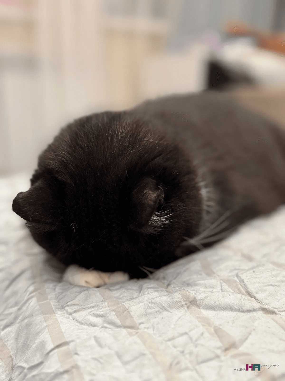 Секрет, которым поделились ветеринары: возраст кошки можно определить за 5 минут