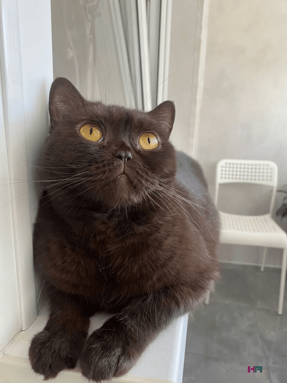 Соседка научила, как избавиться от запаха кошачьей мочи всего за 10 минут - как я не догадалась об этом