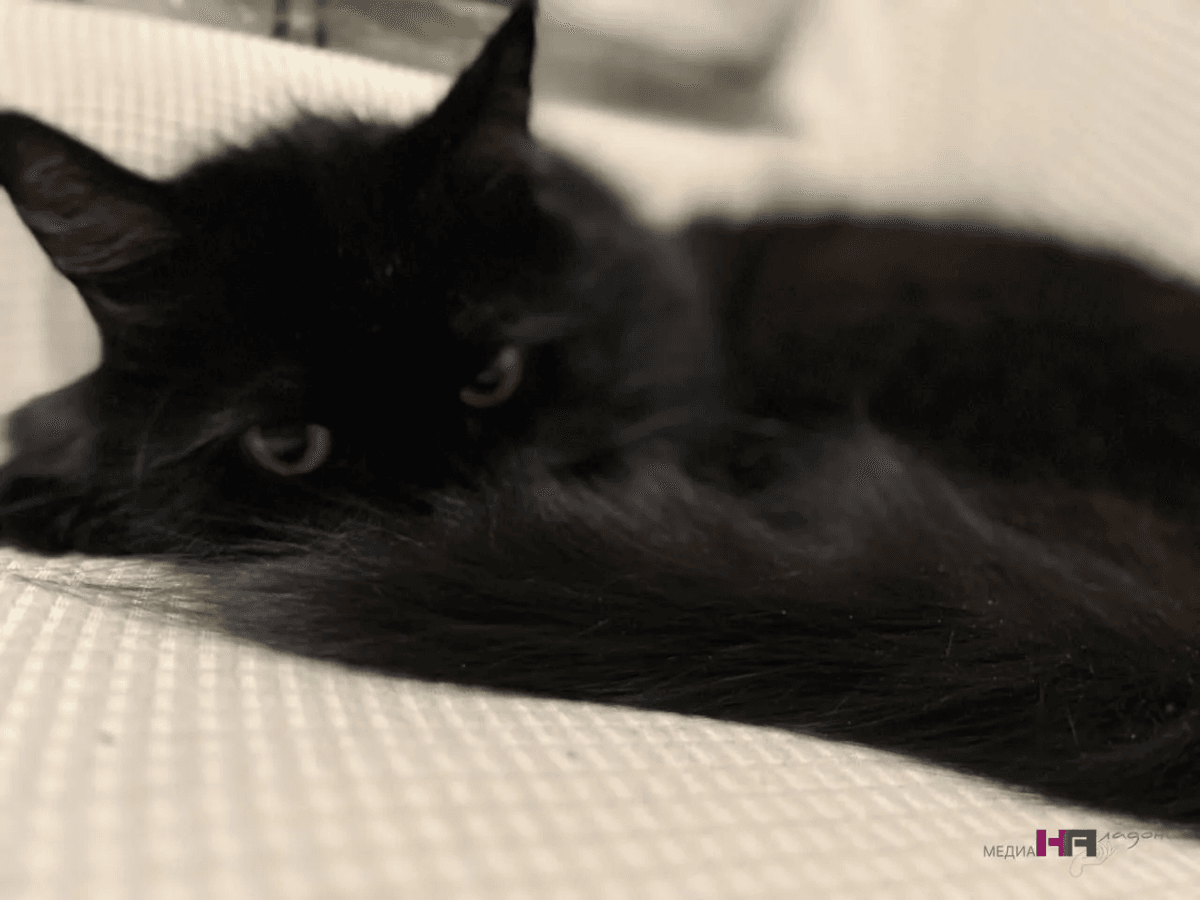 Учёные выяснили, кого из семьи на самом деле любят кошки: дело не в еде — вы точно не догадывалась в чем секрет