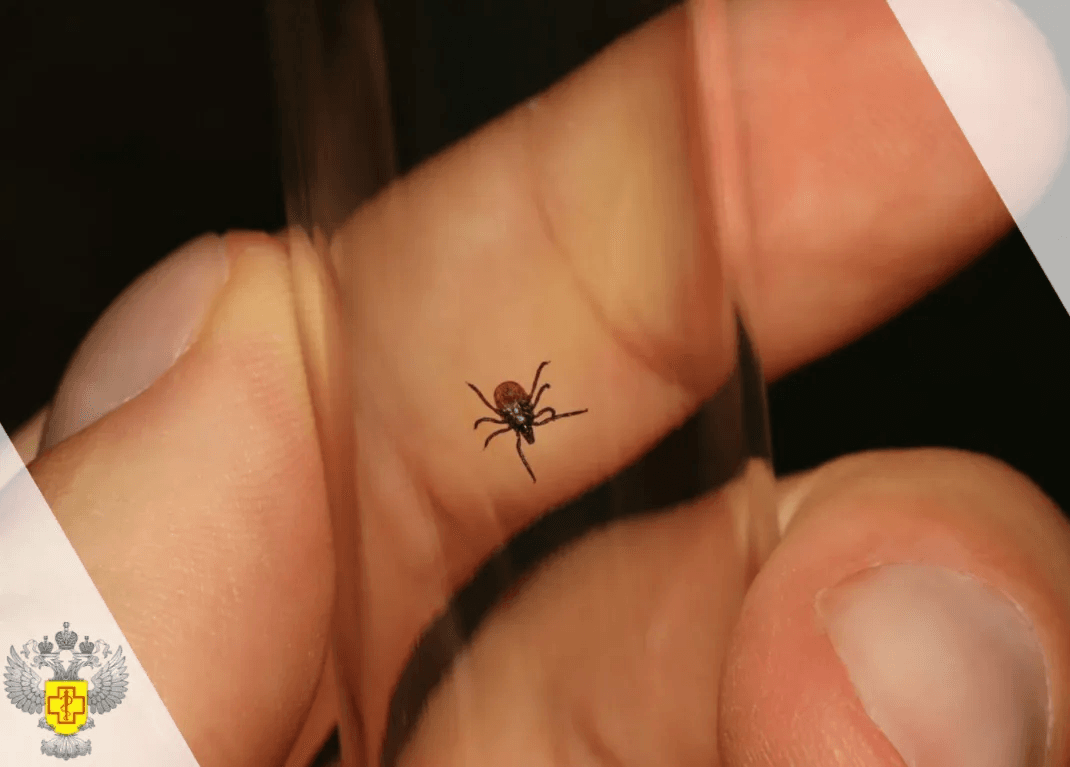 Эпидсезон-2025: каждый третий клещ в республике переносит боррелиоз