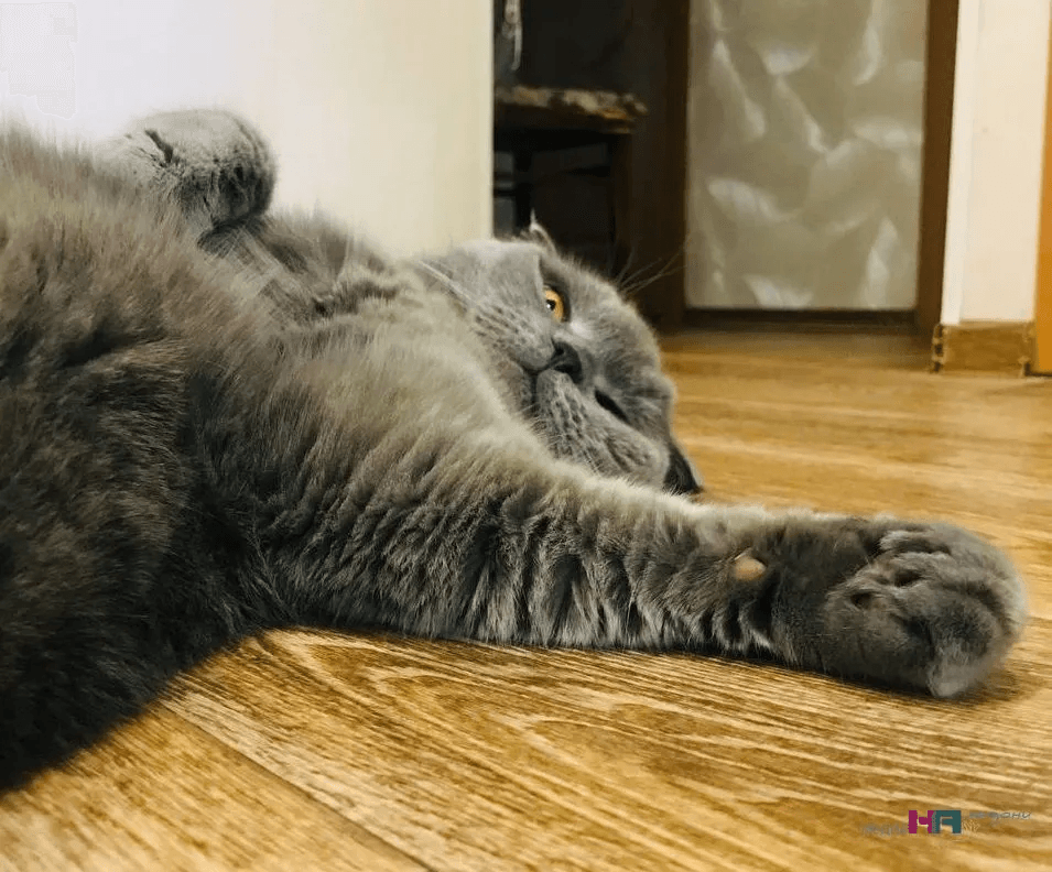 Почему кошкам нравится, когда их гладят: полный гид по «карте удовольствия» и 3 запретные зоны шерстяных