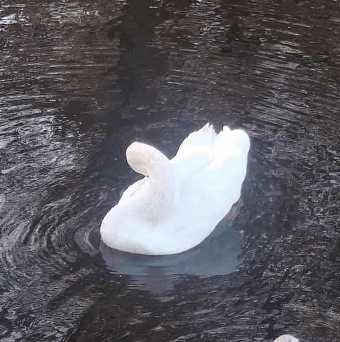 Жители Марий Эл обеспокоены судьбой зимующих водоплавающих птиц на открытых водоемах