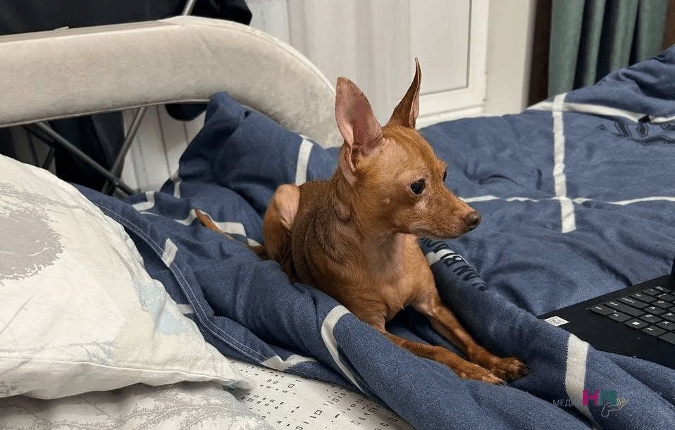 Собака навязчиво лижет руку: специалисты рассказали, есть ли повод для беспокойства 