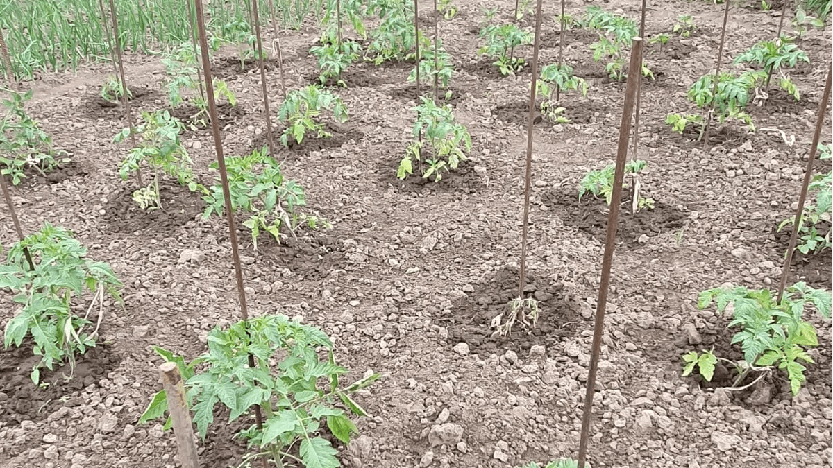 От хаоса к рекордам: отмерил точное количество кустов помидоров линейкой и собрал 15 кг томатов с 6 квадратных метров