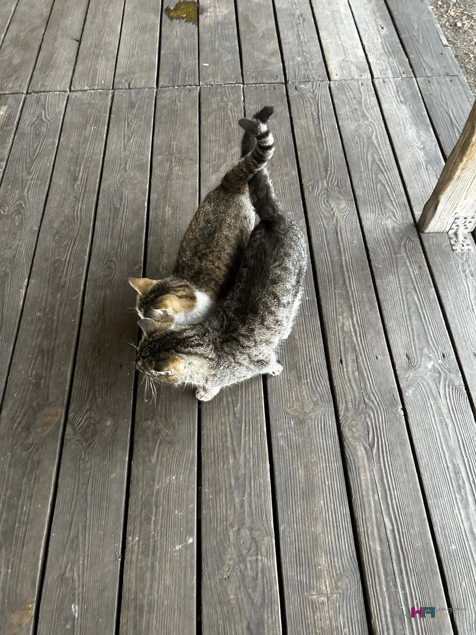 Какие слова никогда нельзя говорить кошке: она не будет гадить и вредничать