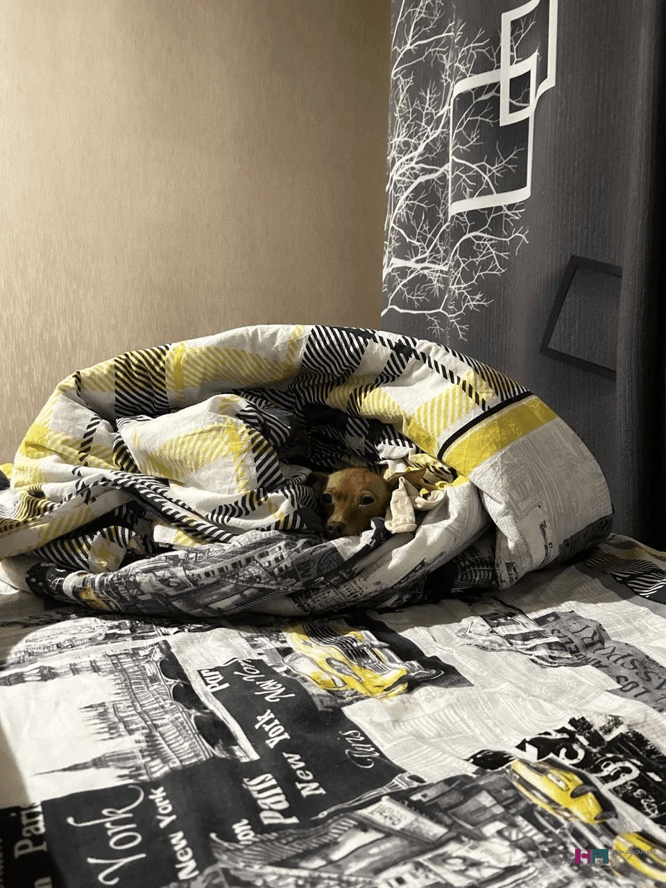 Можно ли пускать собаку на кровать — дан ответ на вечный вопрос «собачников»