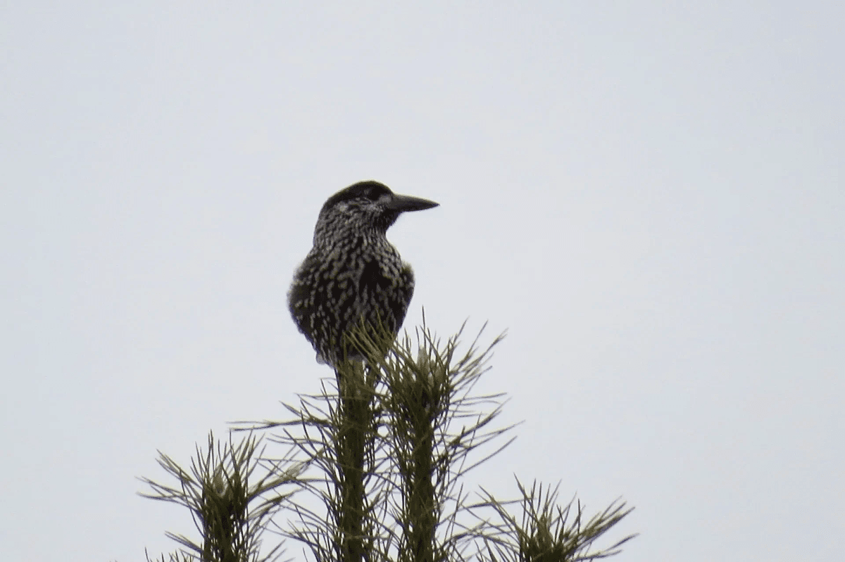 В заповеднике «Большая Кокшага» заметили редкую птицу-предсказательницу