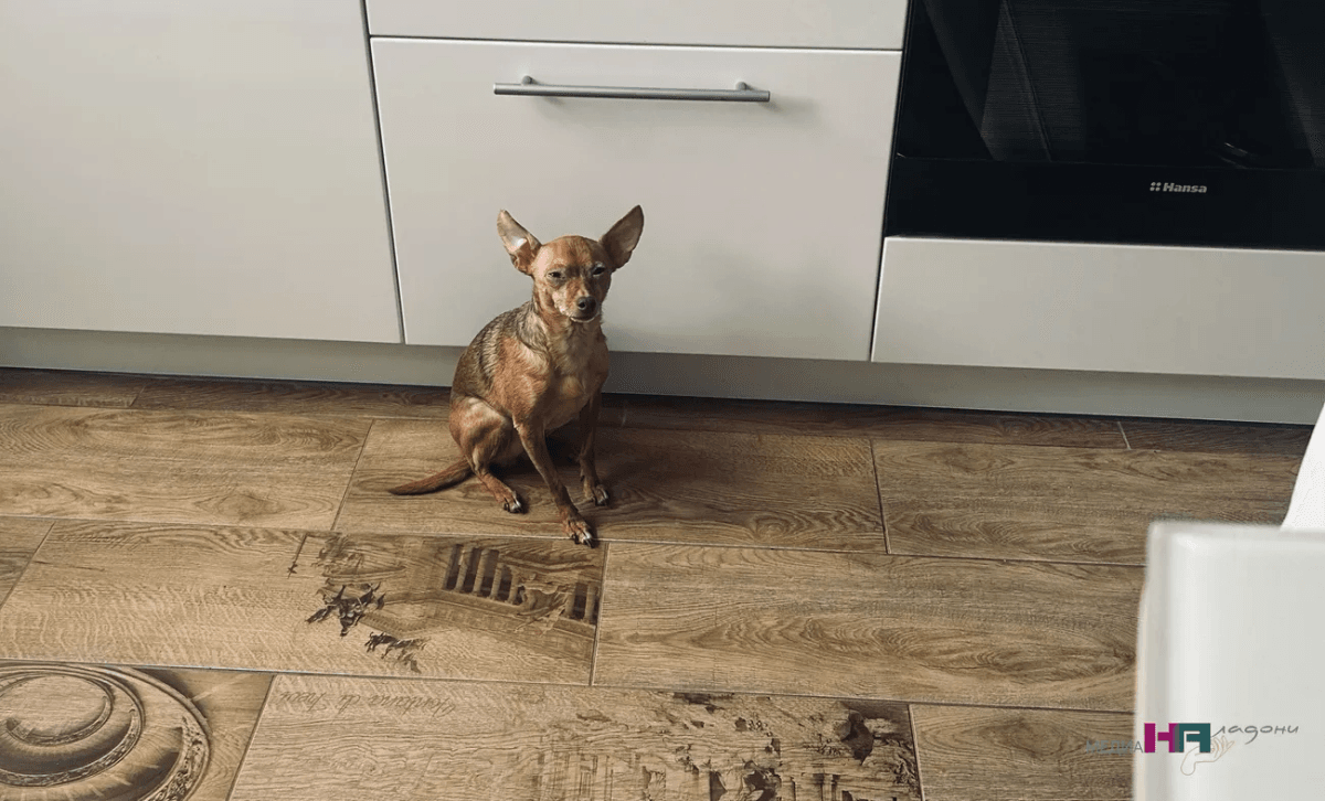 Почему собака наклоняет голову, когда вы с ней говорите — и ещё 3 странных привычки, которые расшифровали эксперты