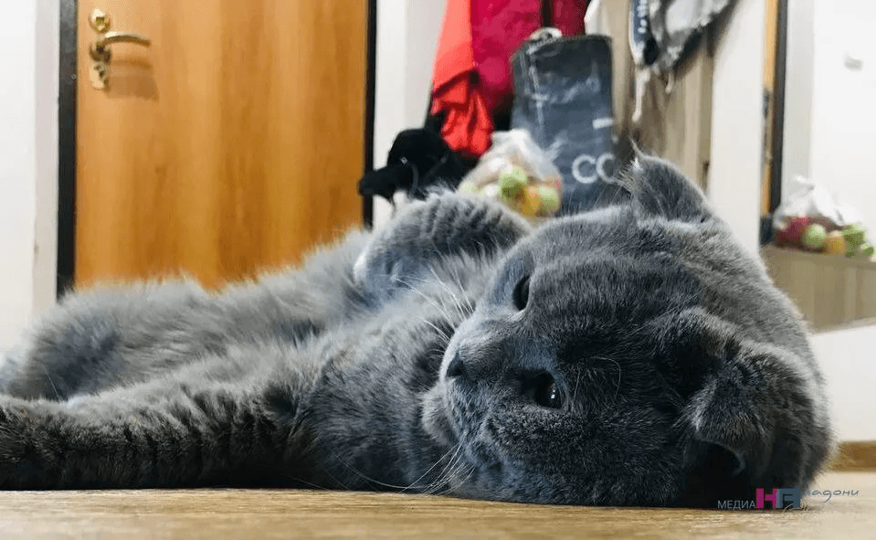 Что говорит вам ваш кот? Переводим кошачье «мяу» на человеческий понятный язык