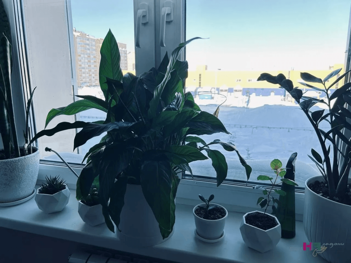 Мелкие черные мошки в комнатных цветах, рассаде и зимнем огороде: откуда берутся и как избавиться