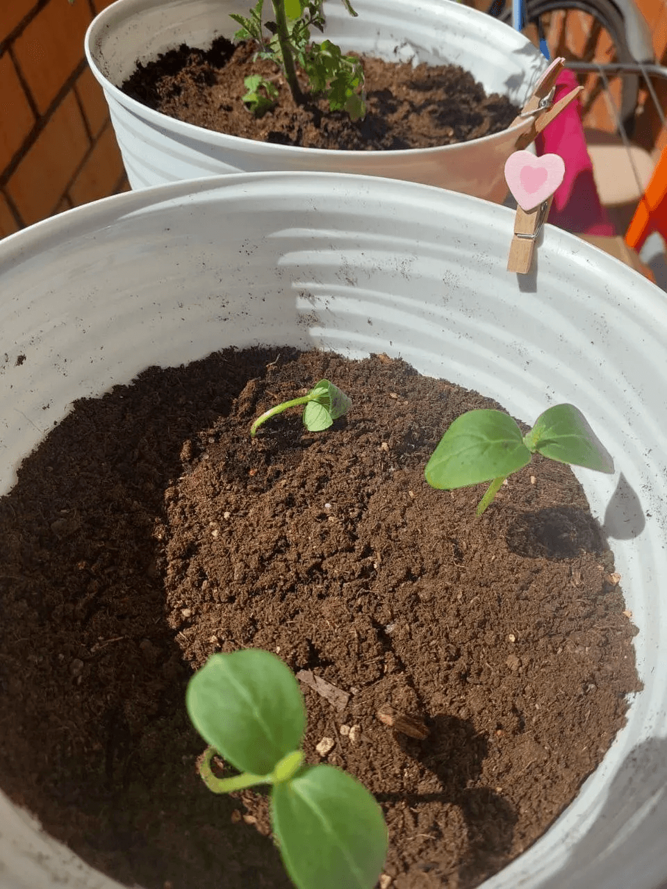 Хит сезона-2025: назван идеальный сорт огурцов для дачи и огорода — «штампует» по 16 кг/м²