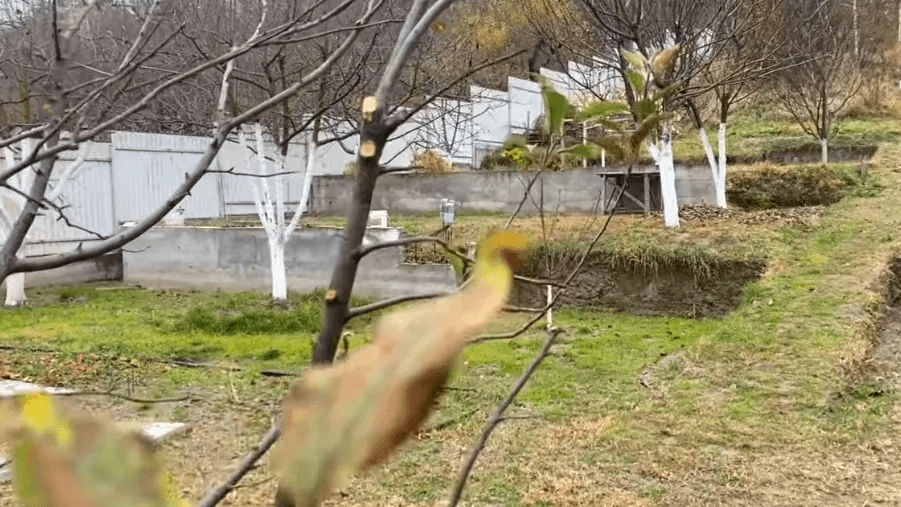 Белю деревья дедовским составом уже 8 лет. Морозы не тронули ни одну яблоню, а стоит всего 50 рублей 