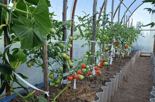 Выбрать вкусные и полезные помидоры — легко: в Роспотребнадзоре рассказали, как отличить идеальный томат от дряни на прилавке