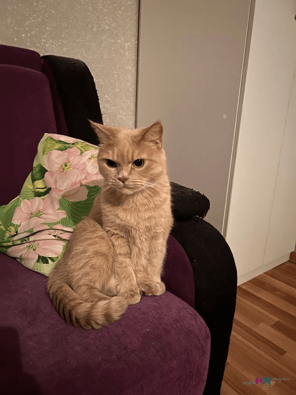 Как понять, что ваша кошка пытается сказать вам: 15 сигналов, которые многие не замечают и пропускает важное