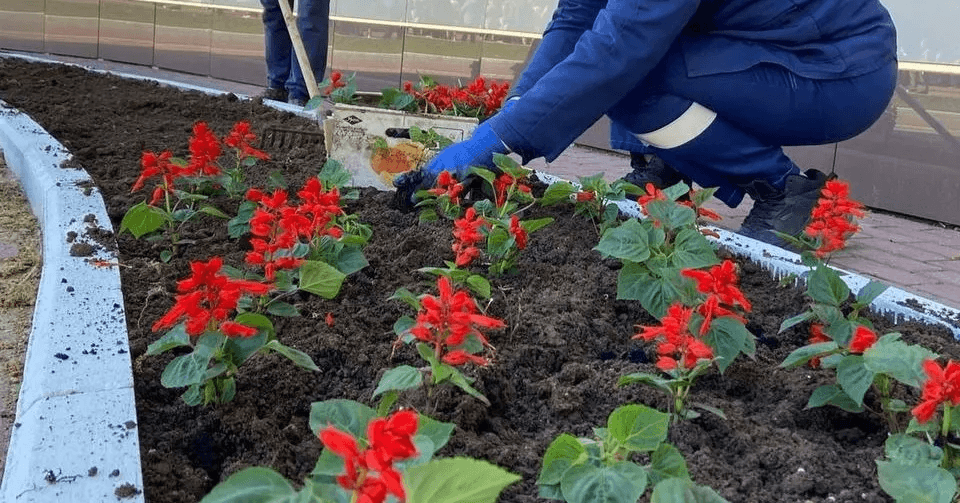 В Йошкар-Оле высадят 73 наименования цветов на городских клумбах