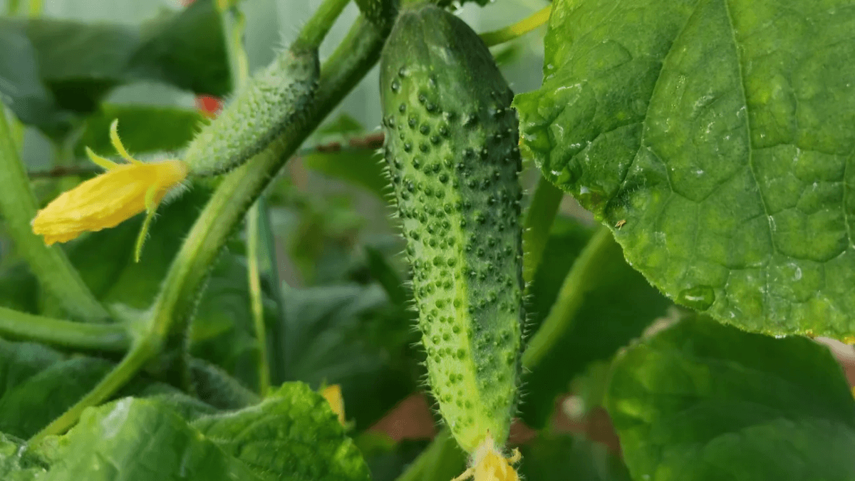 Меняю схему посадки огурцов каждый год: увеличил урожай в четыре раза