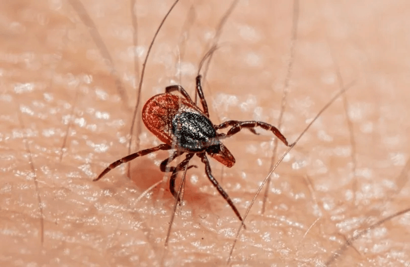 В Марий Эл клещи атаковали почти 2 тысячи человек за сезон