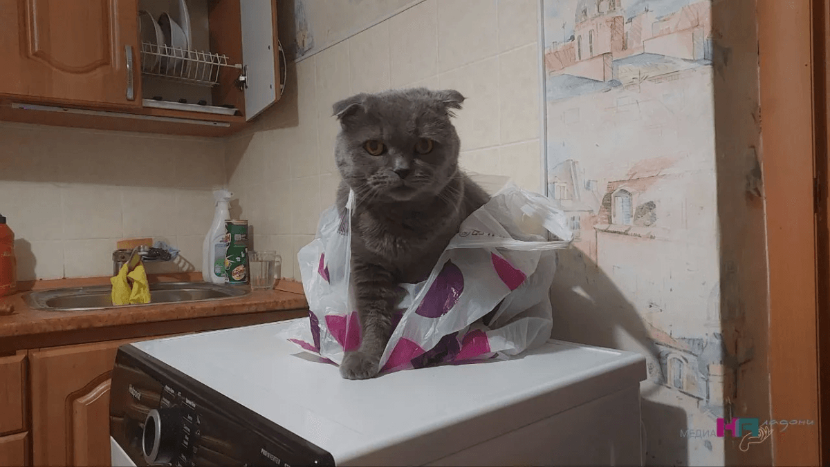 Естественная потребность или проблема: почему кошки носятся по квартире и делают «тыг-дык»