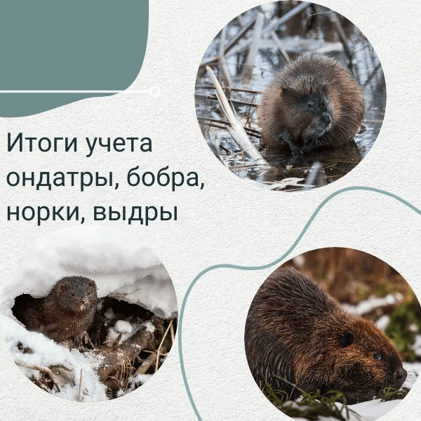 Специалисты в Марий Эл подсчитали выдр, норок, ондатр и бобров