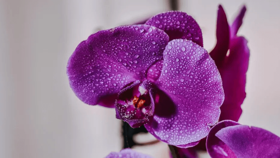 Всего 1 таблетка на 1 литр — и орхидея цветет без отдыха: бутоны будет выдавать пачками