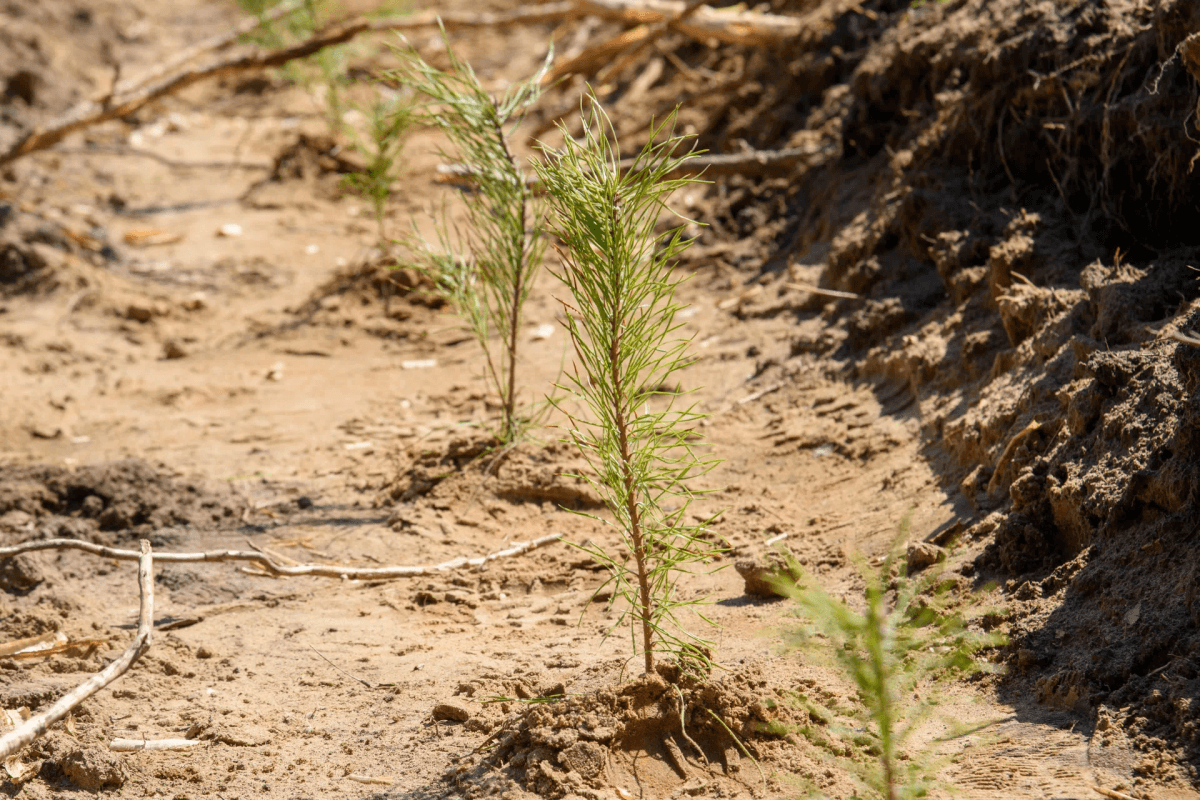 В Марий Эл стартует акция «Сохраним лес», в которой высадят деревья во всех районах республики