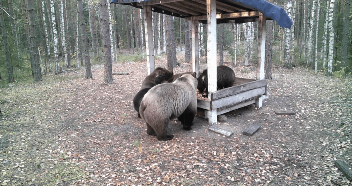 В Марий Эл мишки объедаются перед сном