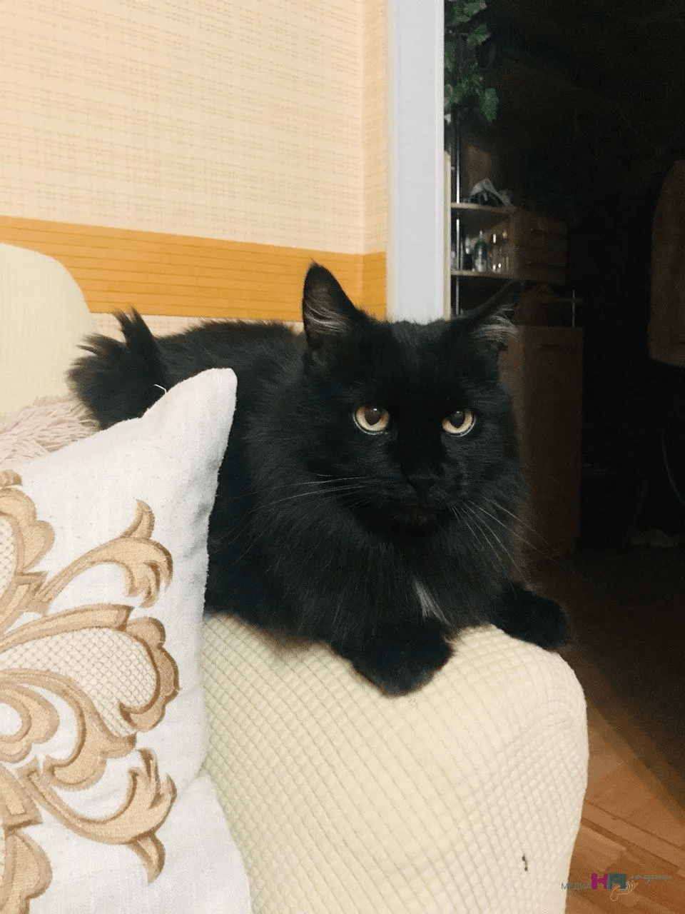 Почему кошки спят в разных местах дома и "запутывают следы": стало известно что за этим стоит - проверьте своего питомца