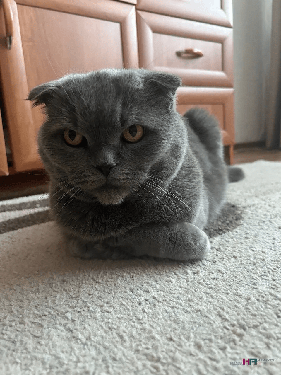 8 смертельных опасностей в доме для вашей кошки — проверьте по списку