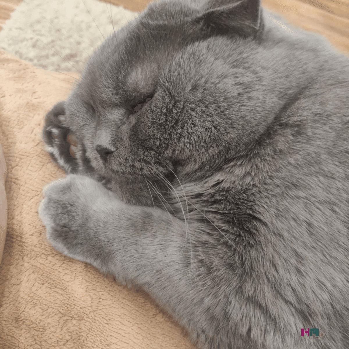 Как кошки выбирают, с кем спать из хозяев: что влияет на их решение — срочно обратите на это внимание