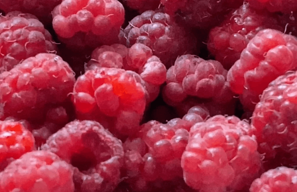 Подкармливаю малину всё лето только так: все кусты усыпаны до осени — хватает и на варенье, и на заморозку