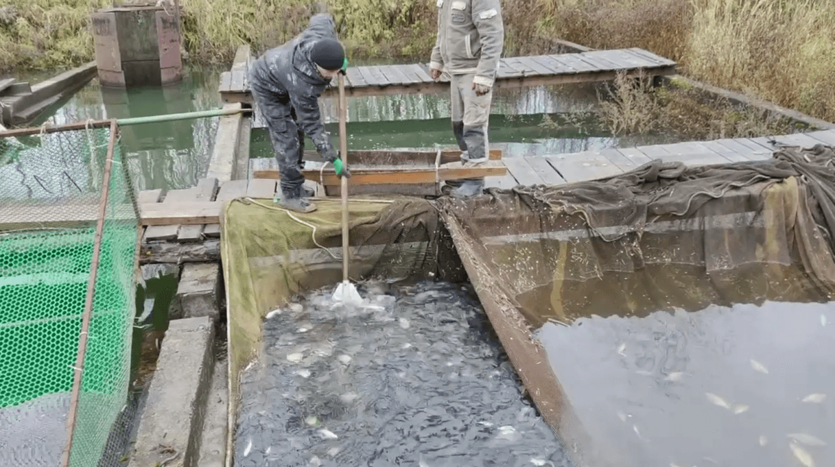 Более 12 тысяч мальков сазана выпустили в Волгу у села Коротни