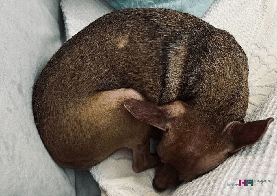 Почему собака боится грозы: инстинкты, признаки тревоги, техники успокоения